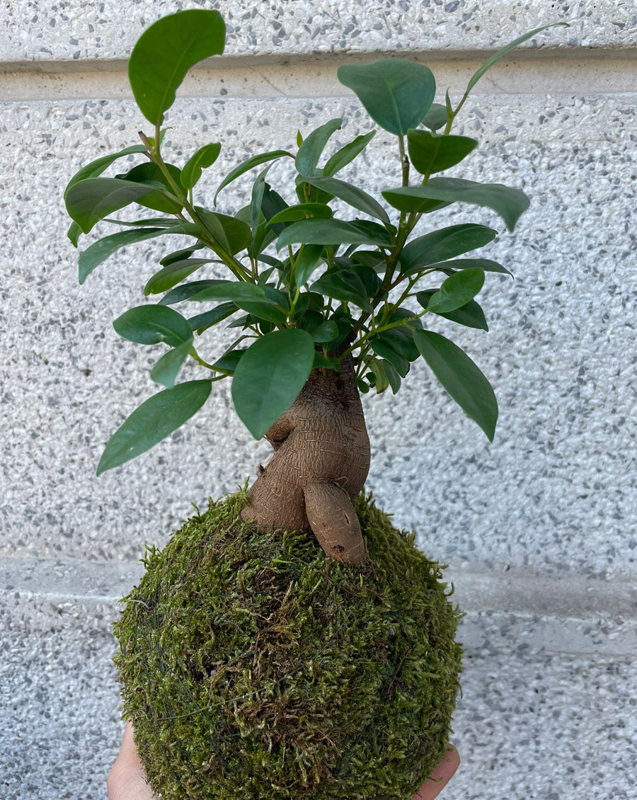 Come Fare Un Bonsai Di Alloro | Mondo Bonsai Come Fare Un Bonsai Di Alloro | Mondo Bonsai